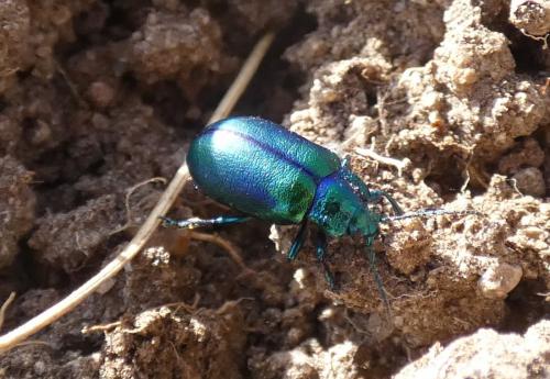 Réf. 278 196 : Oreina cacaliae